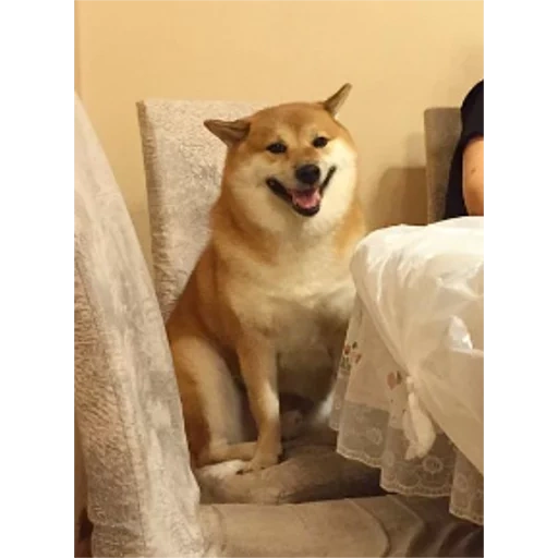 doge, shiba inu, mème, shiba inu, chien de chien