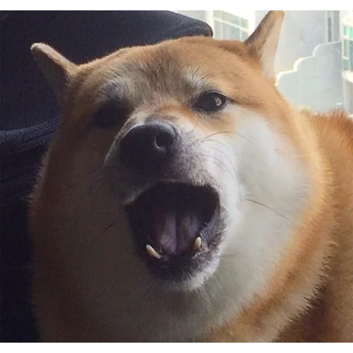 shiba inu, chien akita, siba est un chien, shiba est un chien, chien de race akita