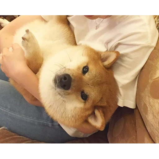 cane, animali, gli animali sono carini, shiba è un cane, il cane è un animale