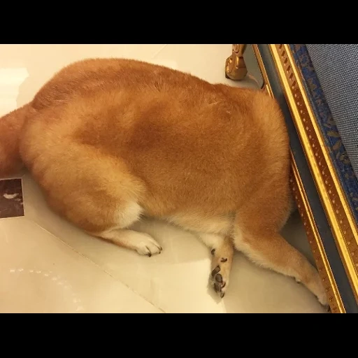 keji, anjing, anak anjing, welsh corgi