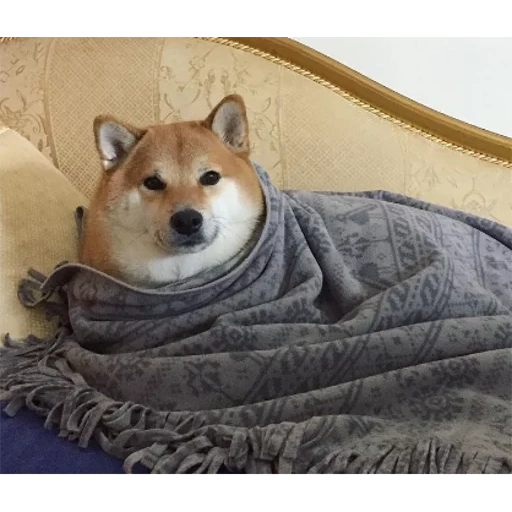 siba inu, cão de madeira, shiba inu, fãs de cães lenhosos, cão de madeira