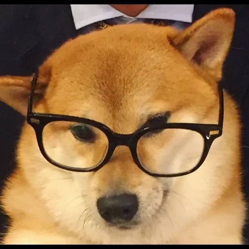 puppy, shiba dog, animal dog, salesman's dog, funny shiba inu