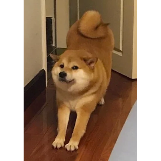 шиба ину, shiba inu, сиба ину доги, сиба шиба ину, сиба ину акита ину