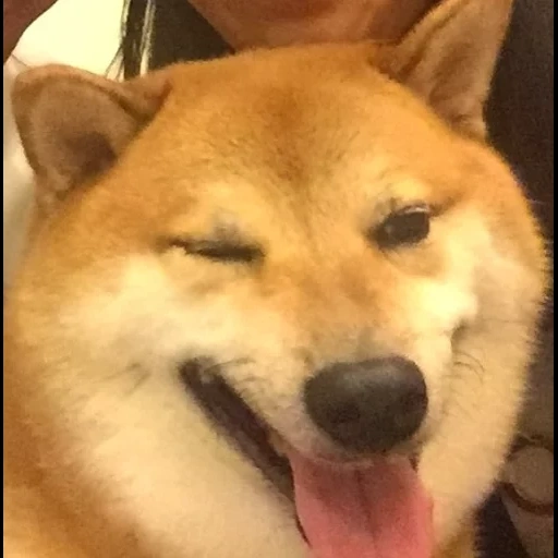 motivo do cão, cão de madeira, cão siba, cão sorridente mona lisa, cão akita sorri