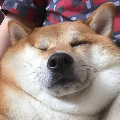 shiba, shiba inu, siba inu, shiba inu, trauriger pesel