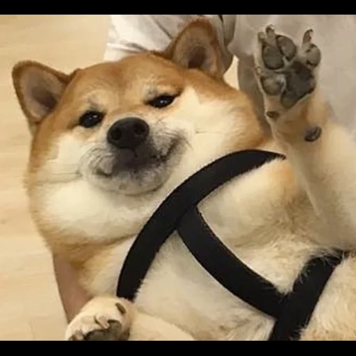 shiba, shiba inu, akita siba inu, siba inu akita inu, akita shiba est drôle