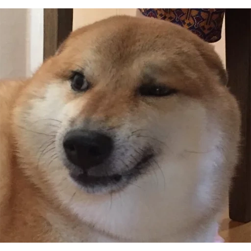 shiba inu, siba inu, shiba inu, siba inu doga, shibas hund