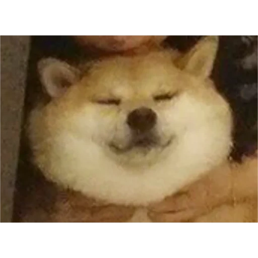 doge, cão, bom meme, chiba dog akita, motivo de cachorro xiaochai