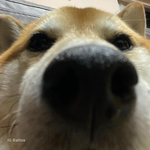 dog, twitter, dog nose, dog face, dogs are cute