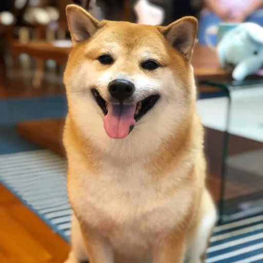 shiba inu, akita inu, perro akita, la raza de siba es, shiba es un perro