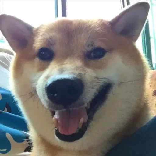 shiba, cão de madeira, shiba inu, cão de maçã, cão sorridente