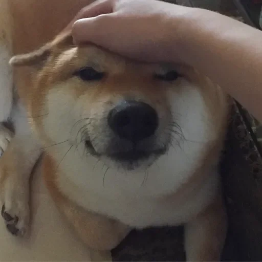 sourire de chien, akita siba inu, chien souriant, akita et un sourire de chien, sourires de chien de la race de siba inu