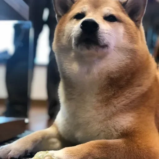 akita, cão de madeira, shiba inu, cão akita, cão de madeira