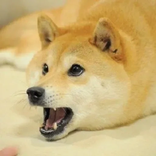 cão de madeira, akita inu, shiba inu, cão de madeira, cão de madeira