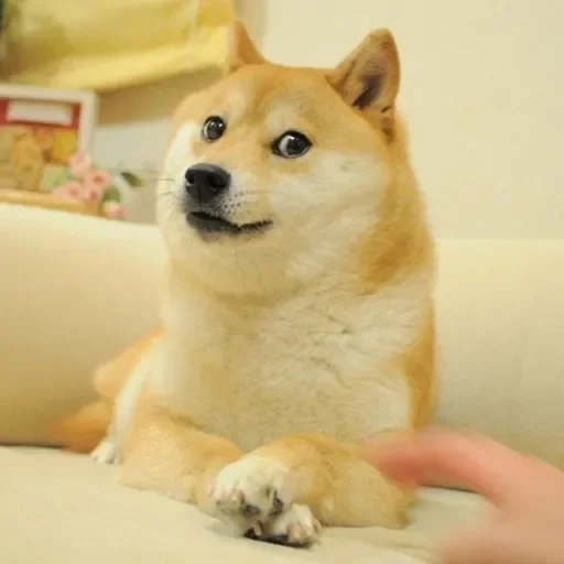 cão de madeira, shiba inu, cachorro, shiba inu meme, cão siba