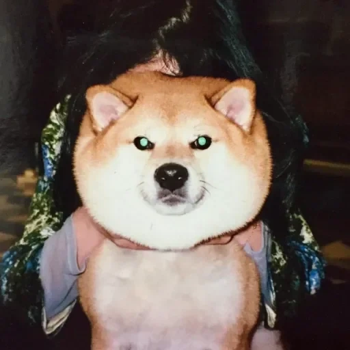 cão de madeira, cão de madeira, akita chiba, cão de madeira, chiba dog akita