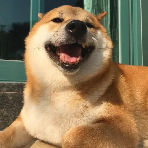 cão de madeira, shiba inu, akita chiba, cão de madeira, cão sorridente