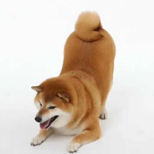 cão de madeira, cão akita, cão de madeira, cão akita, cão de madeira