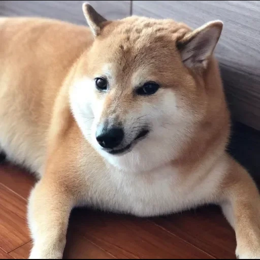 cão de madeira, cão de madeira, akita, cão akita, cão siba