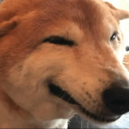 shiba inu, a sly dog, smiling dog, dog hole meme, smiley dog of siba dog