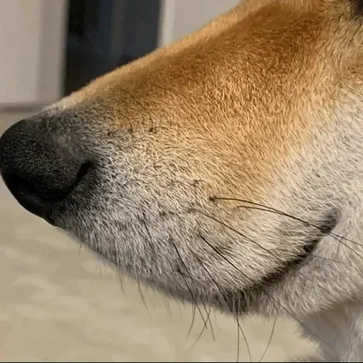 chien, nez de chien, tête de chien, profil de chien, macro tirant un nez de chien