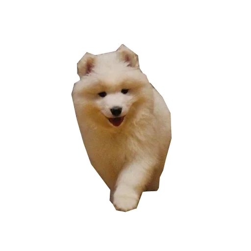 samoyed, samoyed hund, samoyed wie, samoyed hund, samoyed der hund ist klein