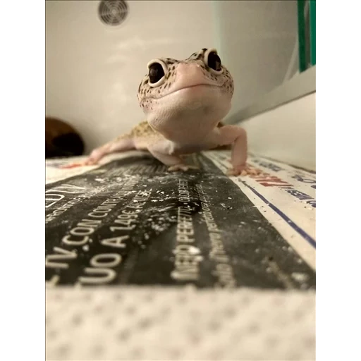 gecko, hyeckon ist süß, die tiere sind süß, haeckon eidechse, lächelnd haeckon