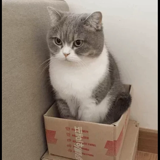 der kater, katze, katze, die katze ist die box, kitty box