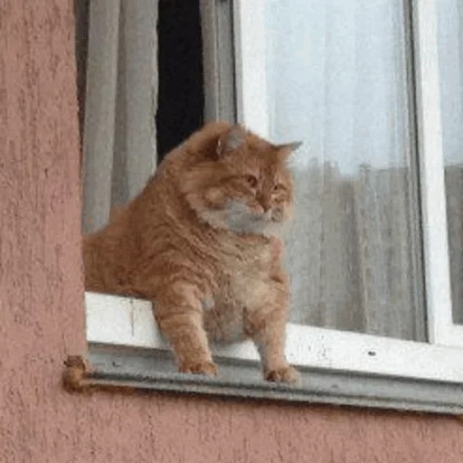 gato, bromas, gato sayutik, memes sobre las ventanas, ventana de gato gordo