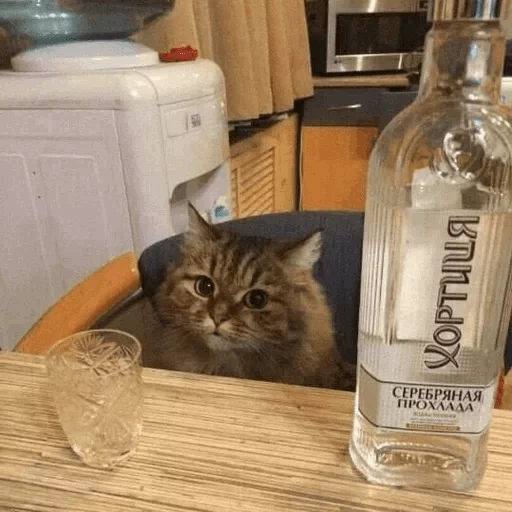 gato, kurt, gato yeshkin, gato de vodka, vodka de gato