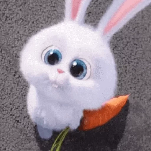 bunny, bunny, bunny chiede, foto del coniglietto, little life of pets rabbit