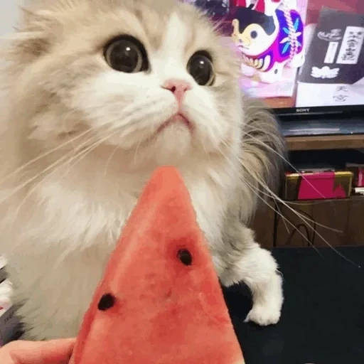 cat, cat puska, watermelon-faced cat, the kitten is eating watermelon, watermelon-headed seal