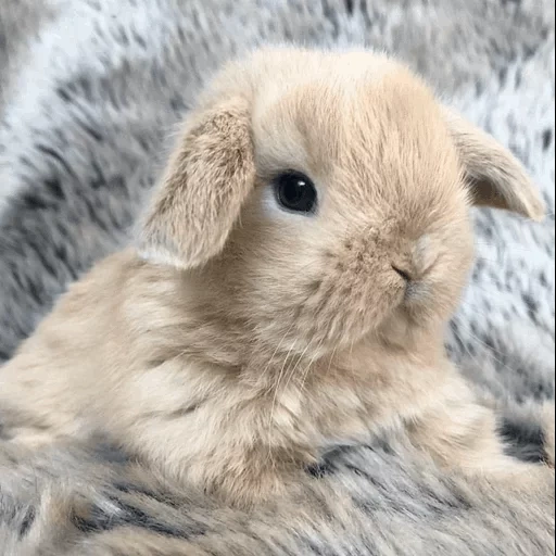 rabbit, cute rabbit, rabbit trumpet, pygmy rabbit, very cute rabbit