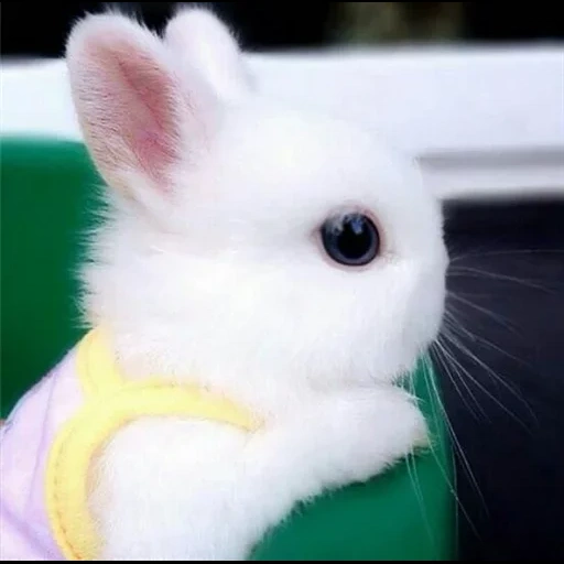 kelinci yang menggemaskan, kelinci putih, kelinci lucu, kelinci paling lucu, kelinci paling lucu di dunia