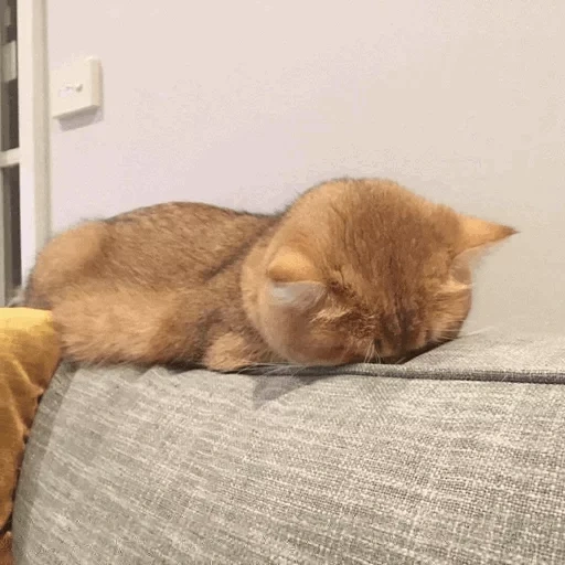 gatto, gatti, gatto gatto, il gatto è rosso, umore assonnato