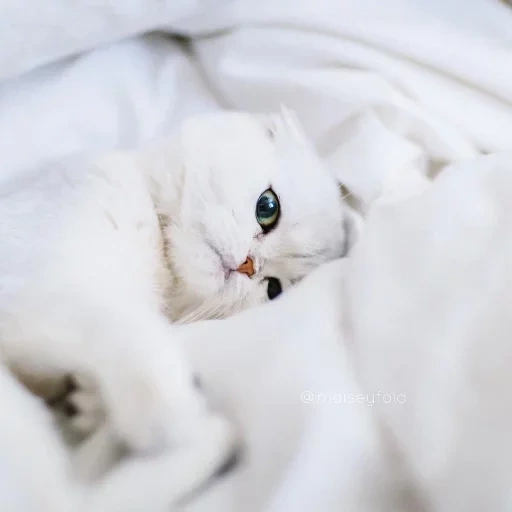 odaries à fourrure, cats, chatons, chat blanc, le chat blanc est couché