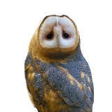 barn owls