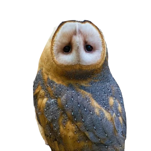 owl, sipuhi, sypusha owl, gray siberus, owl of sypusha head