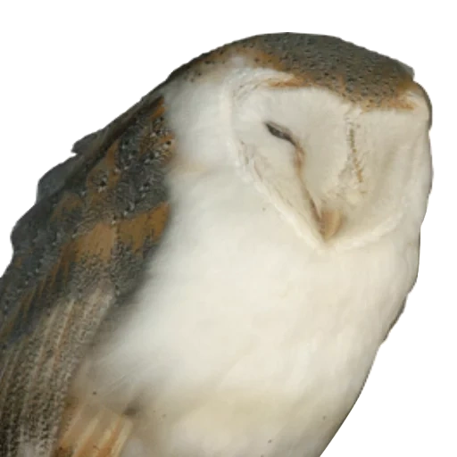 sipuhi, owl siberu, eulensize des paares, gewöhnlicher siberus, gewöhnlicher siberus ist gerissen