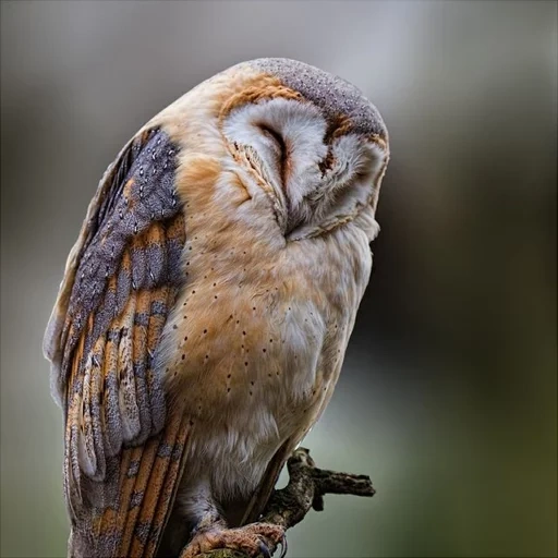 sypusha, owl siberu, sypusha bird, heb von eulen von sbers, sischer ist gewöhnlich