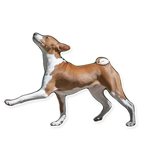 bassengi, basenji variety, bassengi spaniel, bassengi dog breed, a barking basengi dog