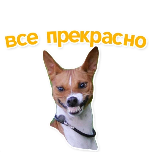 basenji, chienne de chihuahua, chihuahua dog companion, jack russell terrier gaid, jack russell terier ears standard