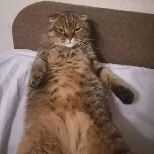 gato, gatos, gato gato, un gato, gato gordo