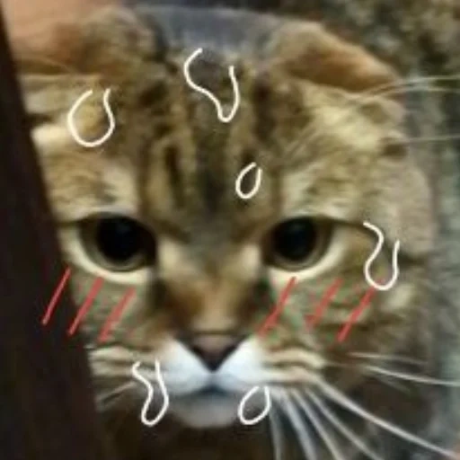 cat, cat, seal, cat whiskers, cat face