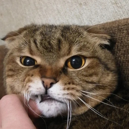 gato, gato, gato yosya, gato atigrado, el gato está disgustado