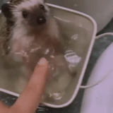 hedgehog, hedgehog está lavando, hedgehog bañera, hedgehog nadando en la bañera, espuma de lavado de erizo beige