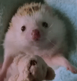 landak, landak, landak putih, the little hedgehog, landak kerdil