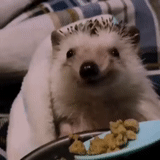 landak, lovely hedgehog, landak sangat lucu, landak, landak makan gif