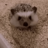 hedgehog, hedgehog, hedgehog leaf zhikovic, hedgehog, hedgehog estirado