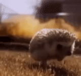 landak, imgflip, tentu saja, landak berlari, epic hedgehog